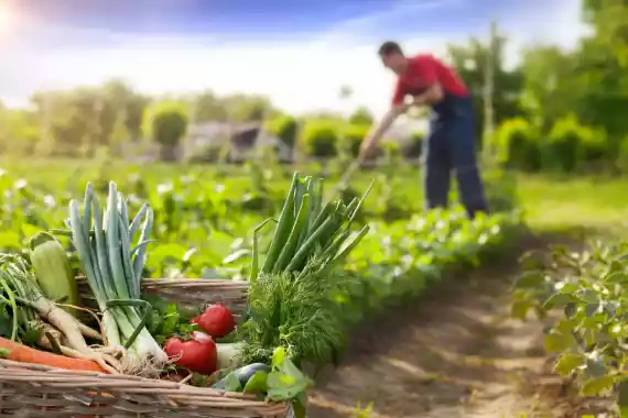 organic food in basket on farm