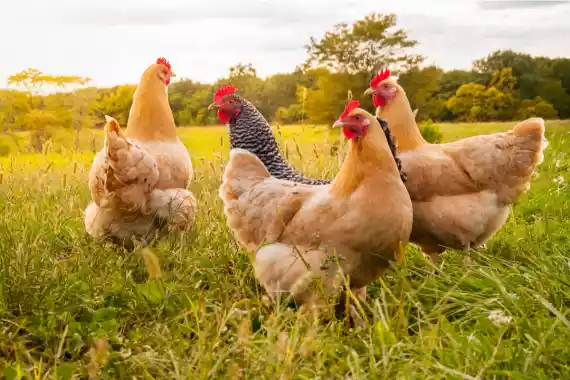 organic chickens regeneristfarm
