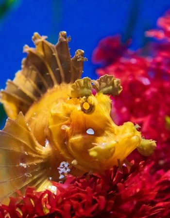 California Academy of Sciences