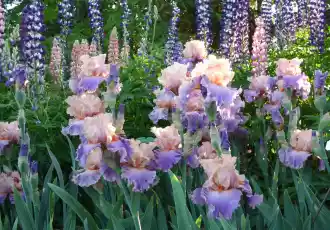 Schreiner’s Iris Gardens