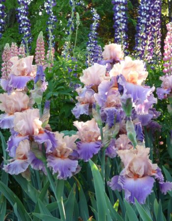 Schreiner’s Iris Gardens